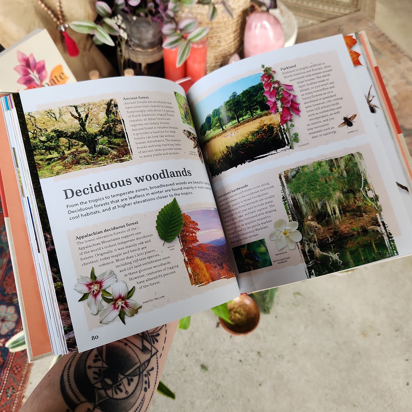 Audubon’s Nature Handbook