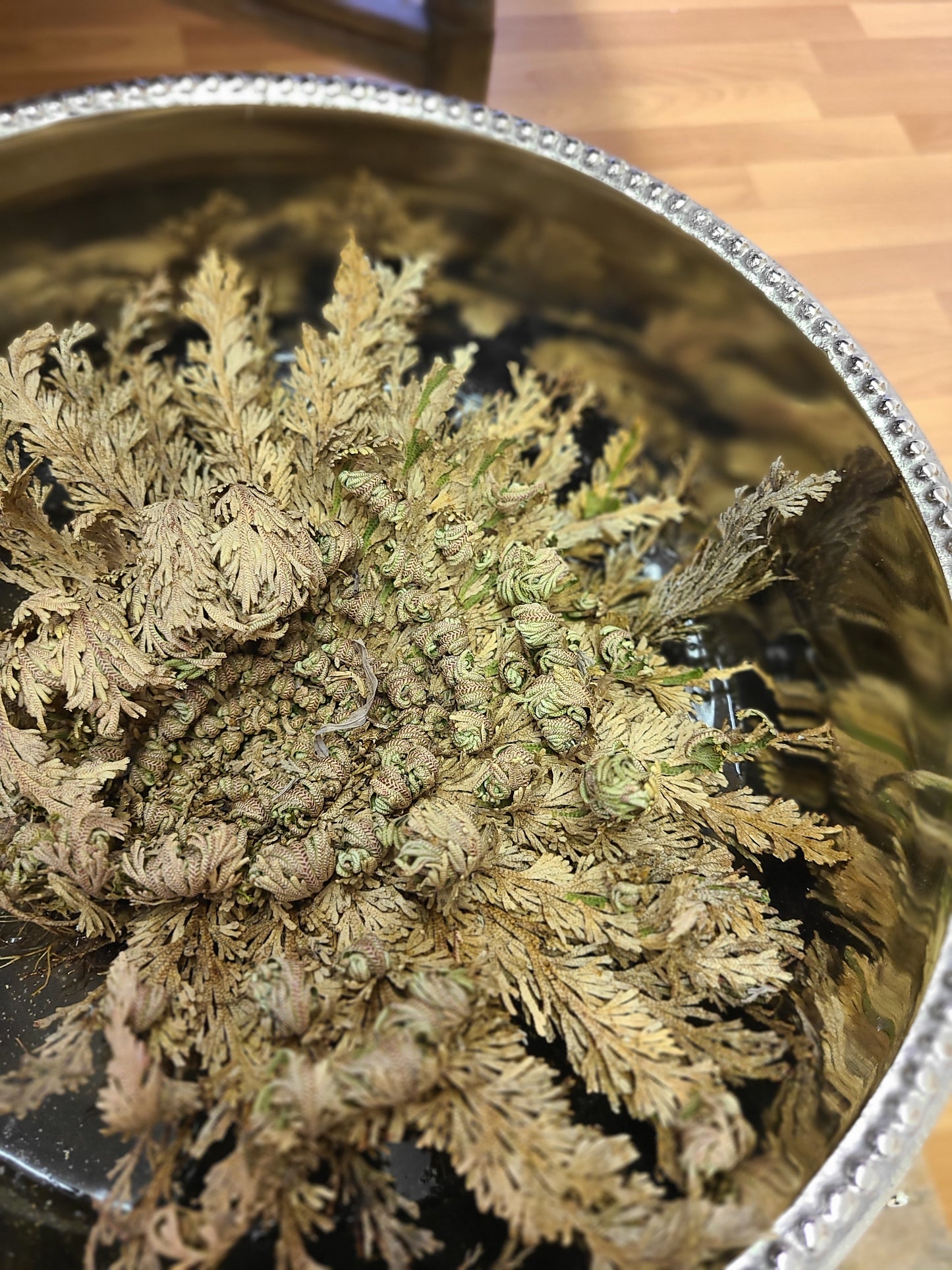 Rose of Jericho