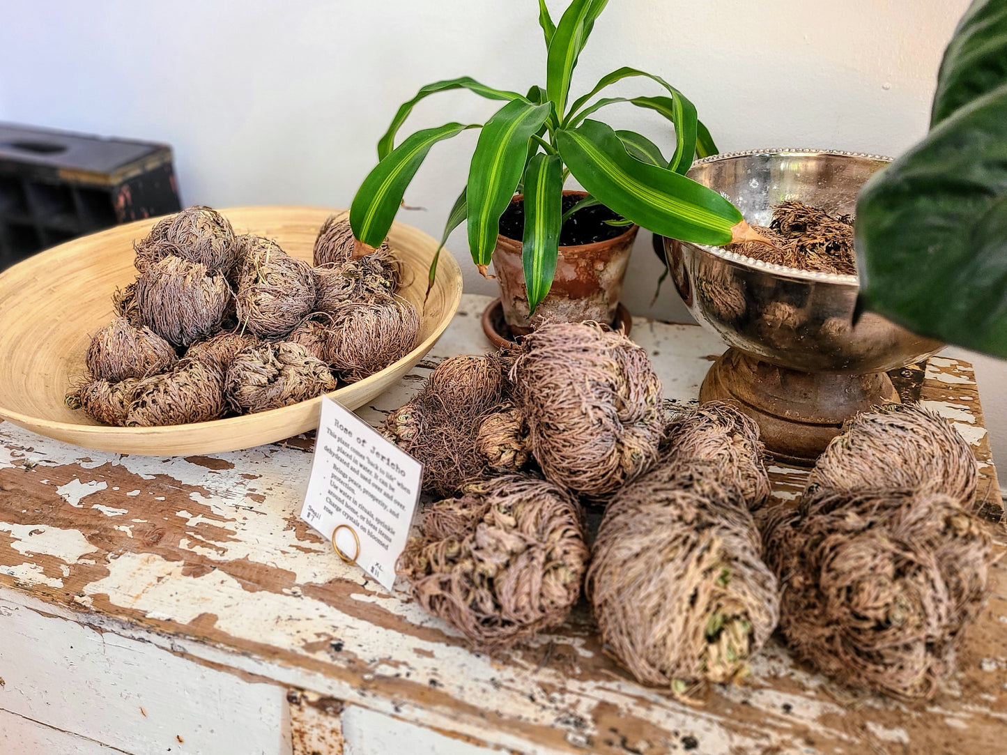 Rose of Jericho