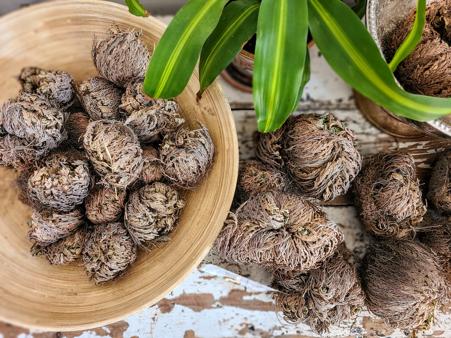 Rose of Jericho