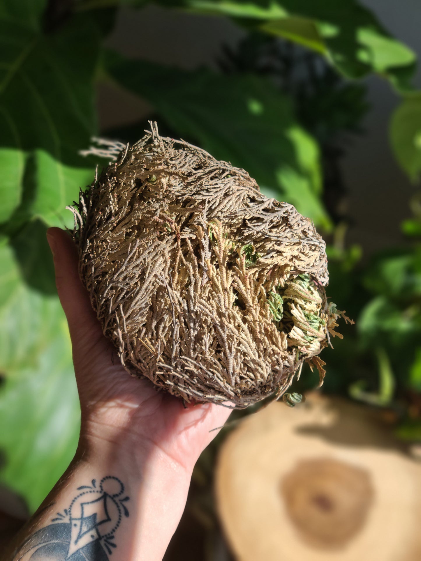 Rose of Jericho