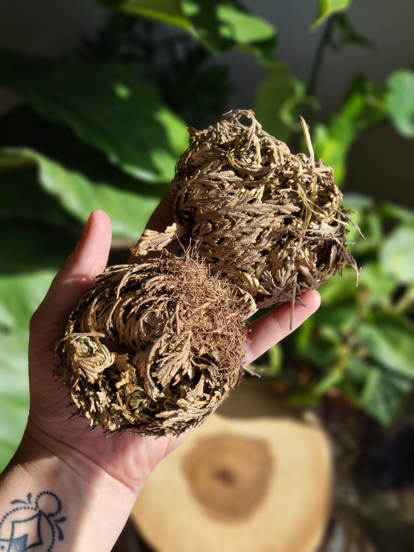 Rose of Jericho