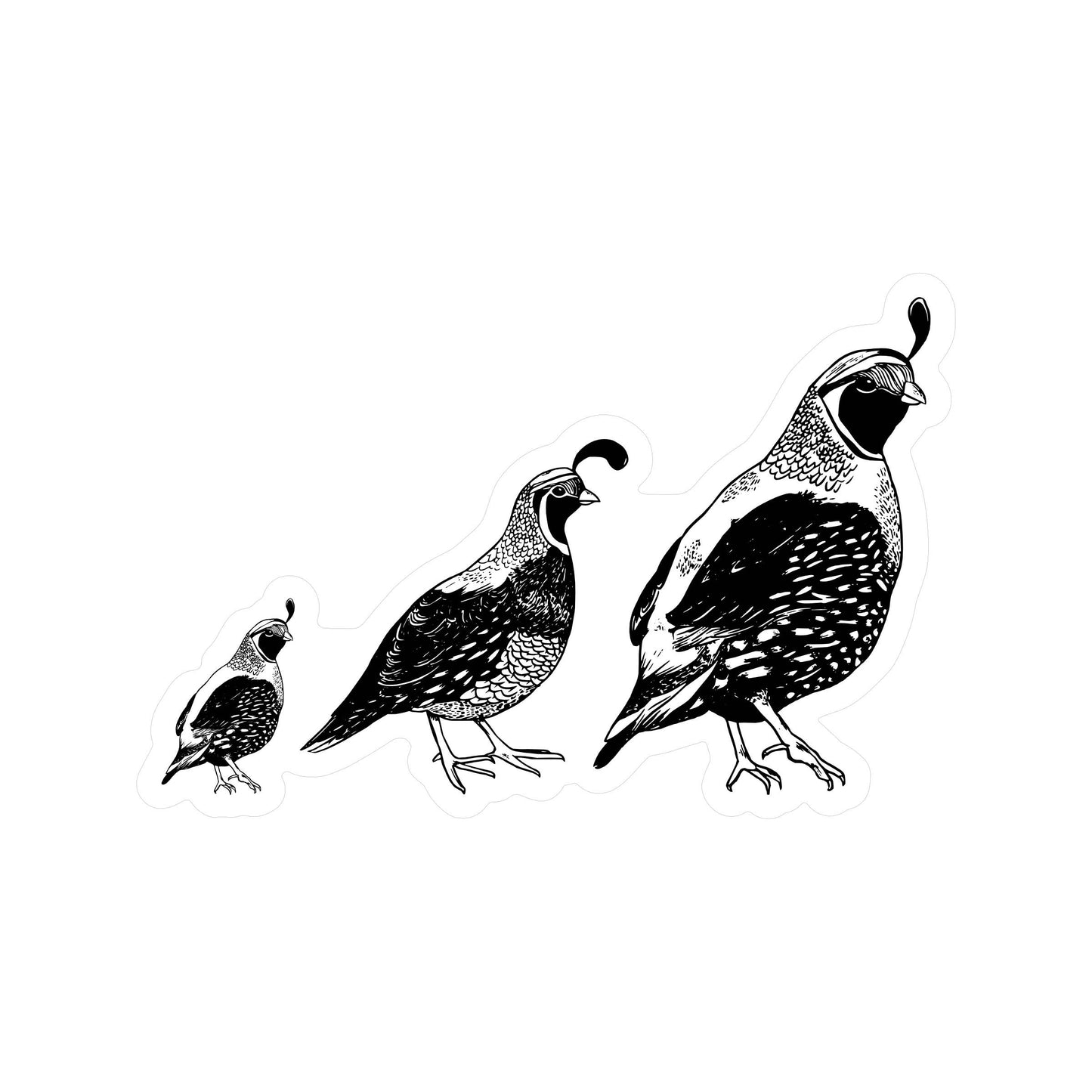 Quail Trail Bird - High Quality Clear Vinyl Sticker