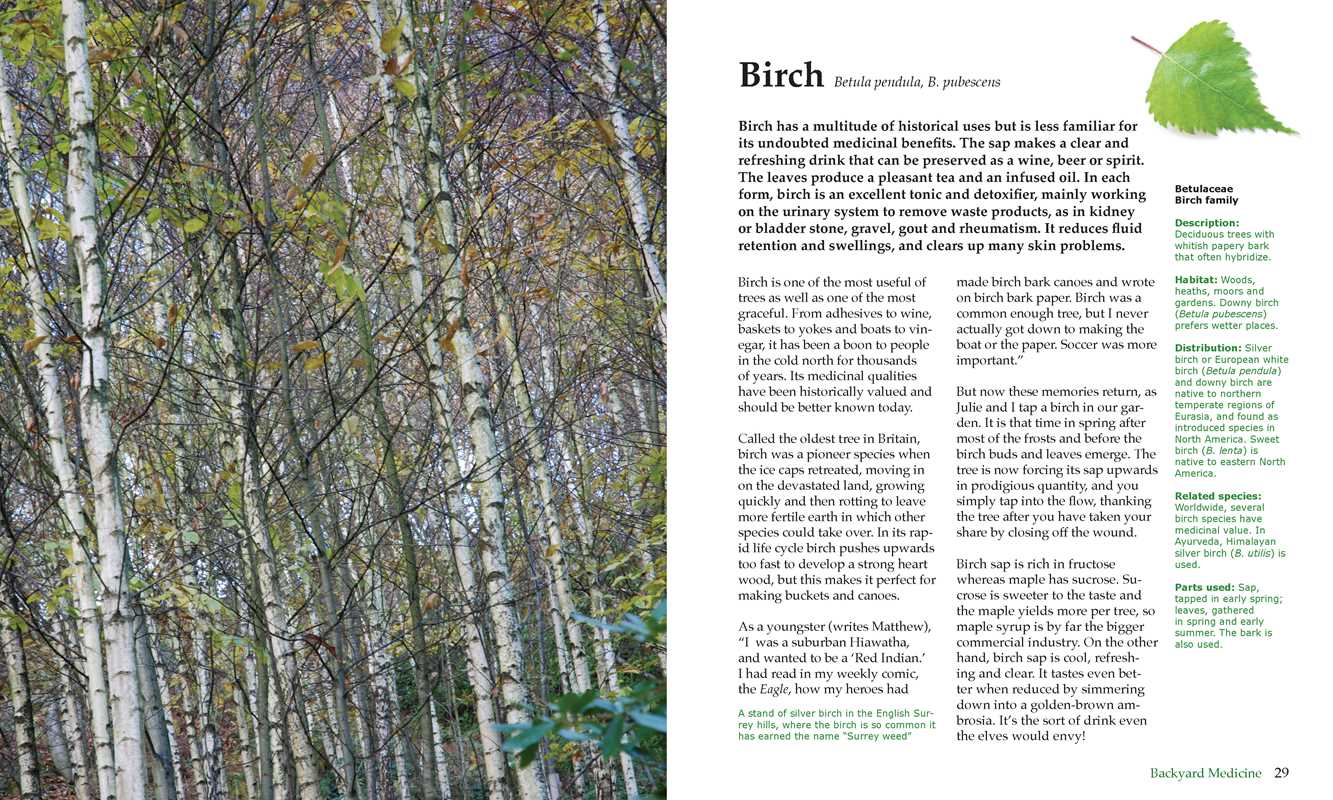 Big Book of Backyard Medicine by Julie Bruton-Seal