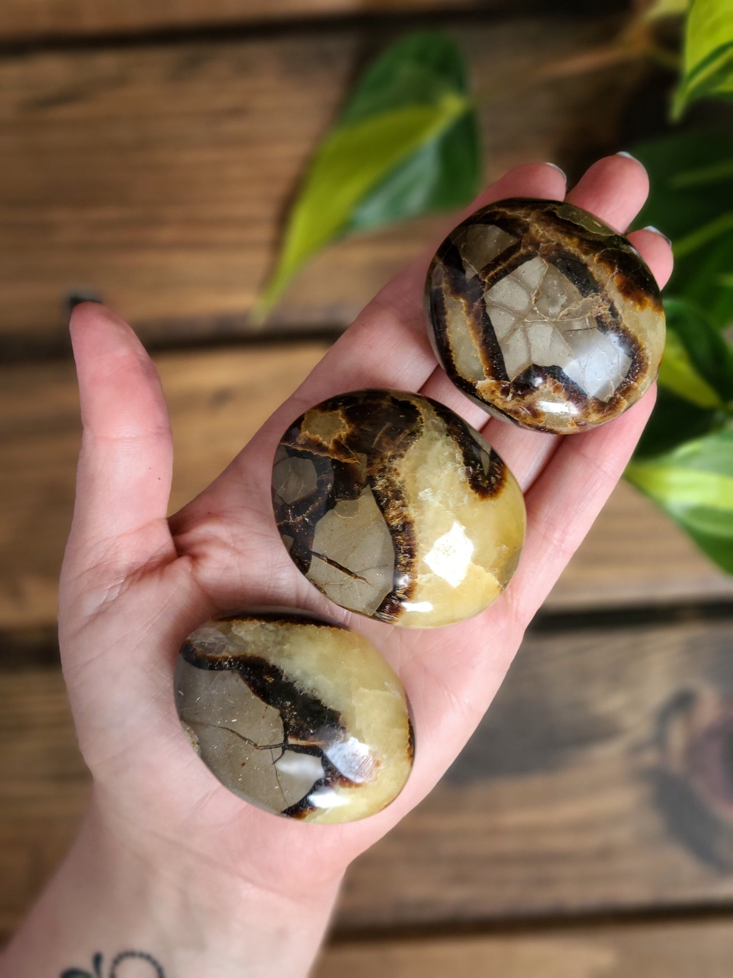 Septarian Palm Stones