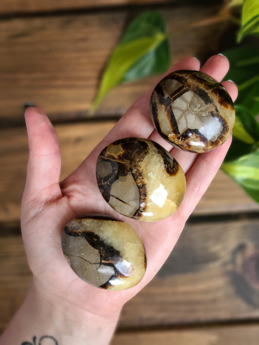 Septarian Palm Stones