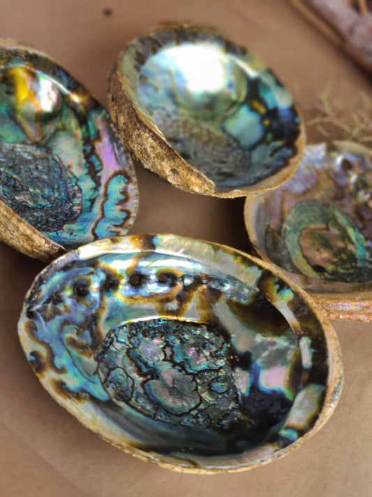 XL Abalone Shell