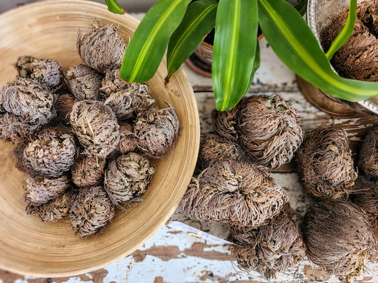 Rose of Jericho